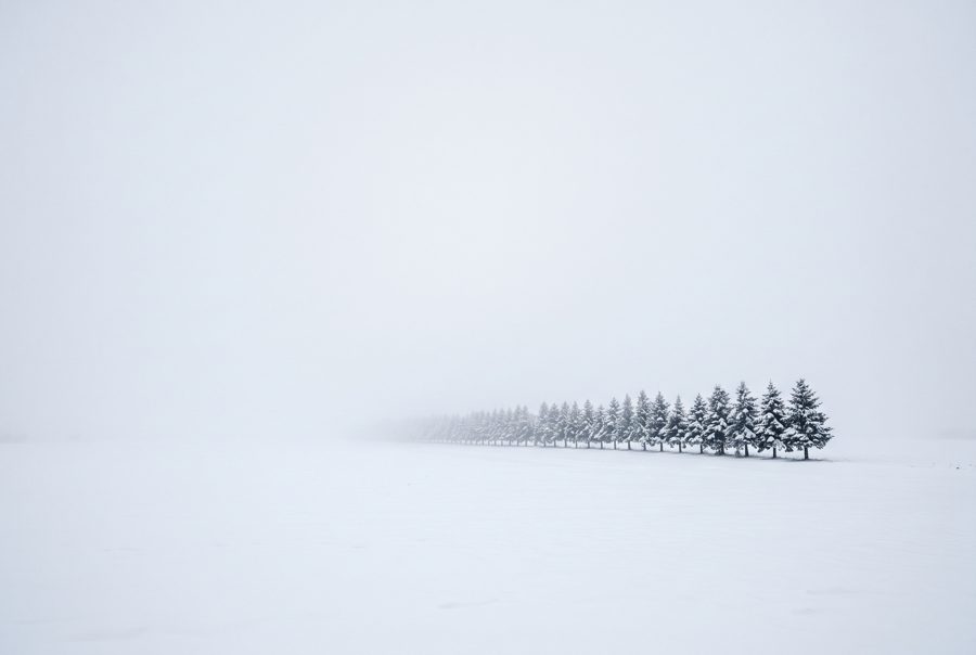 Snow-covered fir trees in fog, minimal white winter landscape