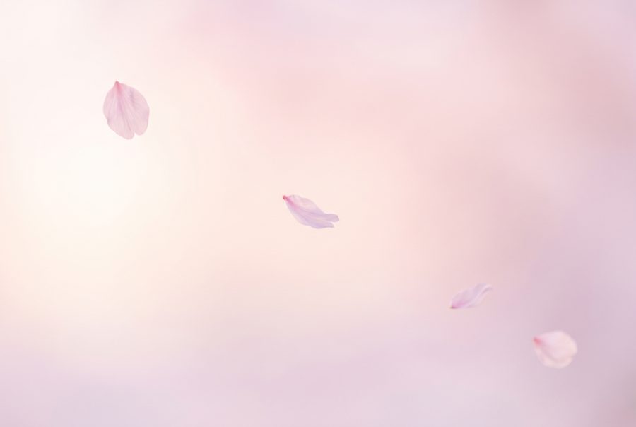 Soft pink abstract spring background with drifting cherry blossom petals