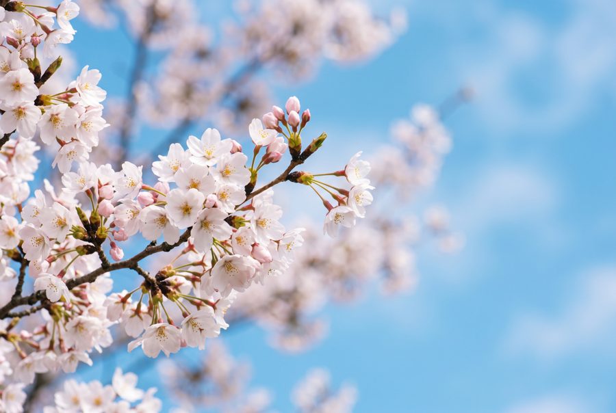 Cherry blossom branches in full bloom against clear blue sky