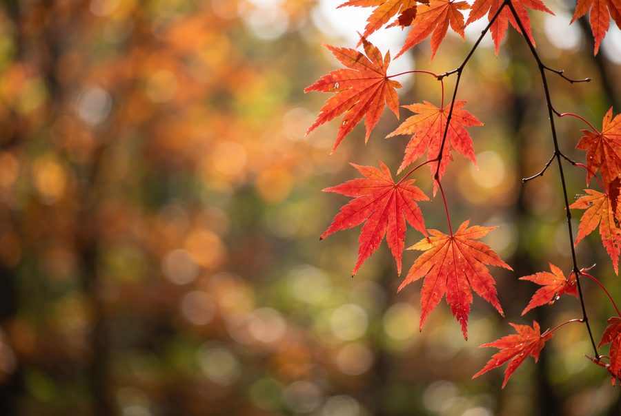 Vivid red Japanese maple leaves backlit by sunlight, autumn close-up