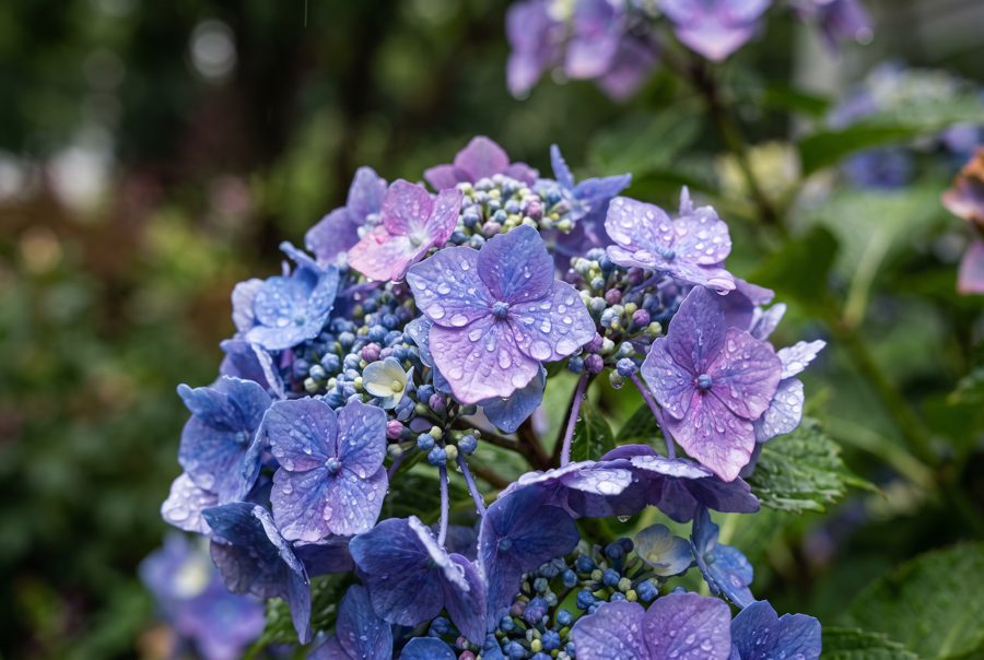 Blue and purple hydrangea flowers with raindrops after rain